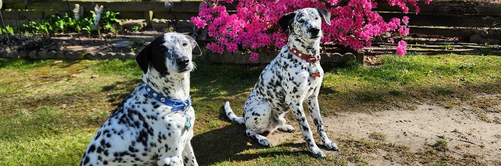 Sandee Fiocchi In loving memory of Azlan banner