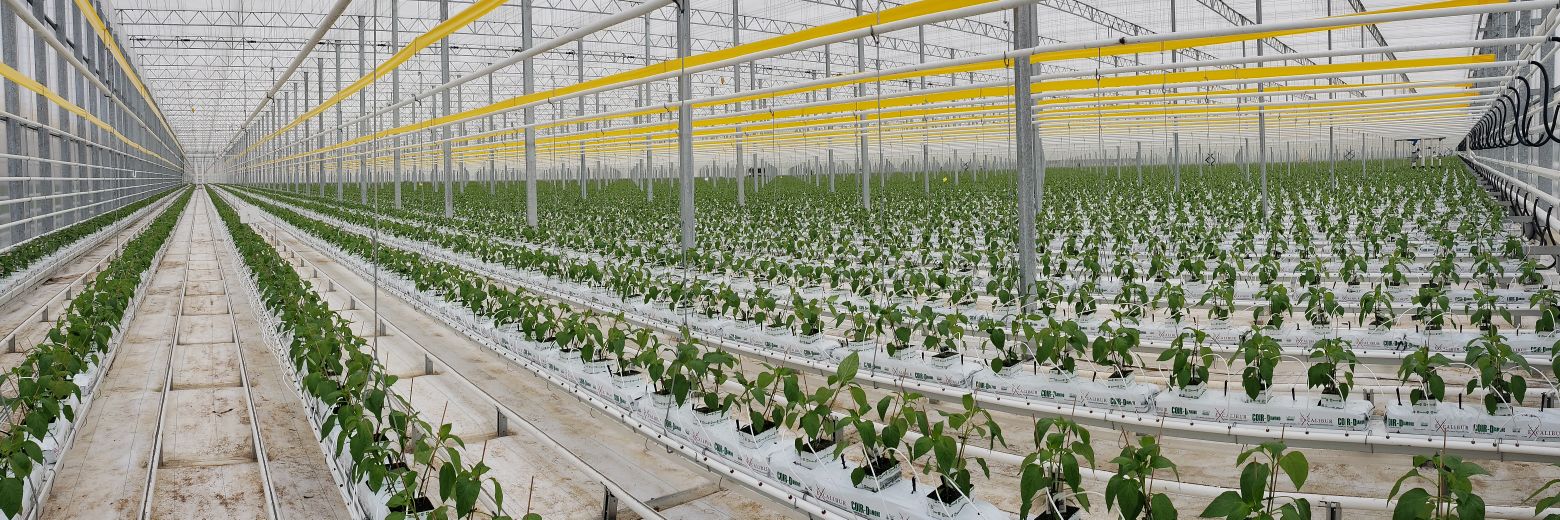 Mathew Tyhurst, CA banner