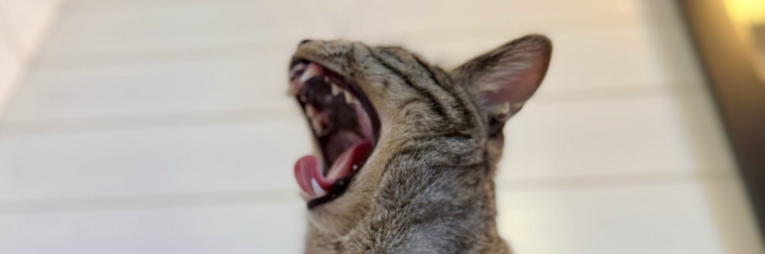 drewsabi's profile banner image
