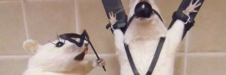 aiiidavs's profile banner image