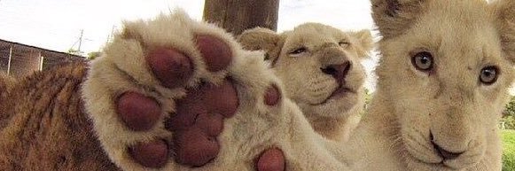 Roberto Stagni banner