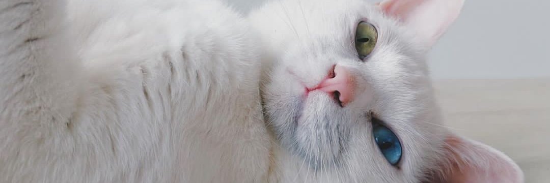 zoebritannya's profile banner image