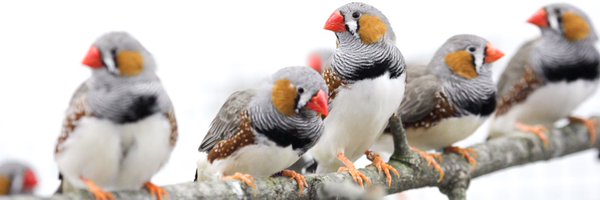 LabVallentin Profile Banner