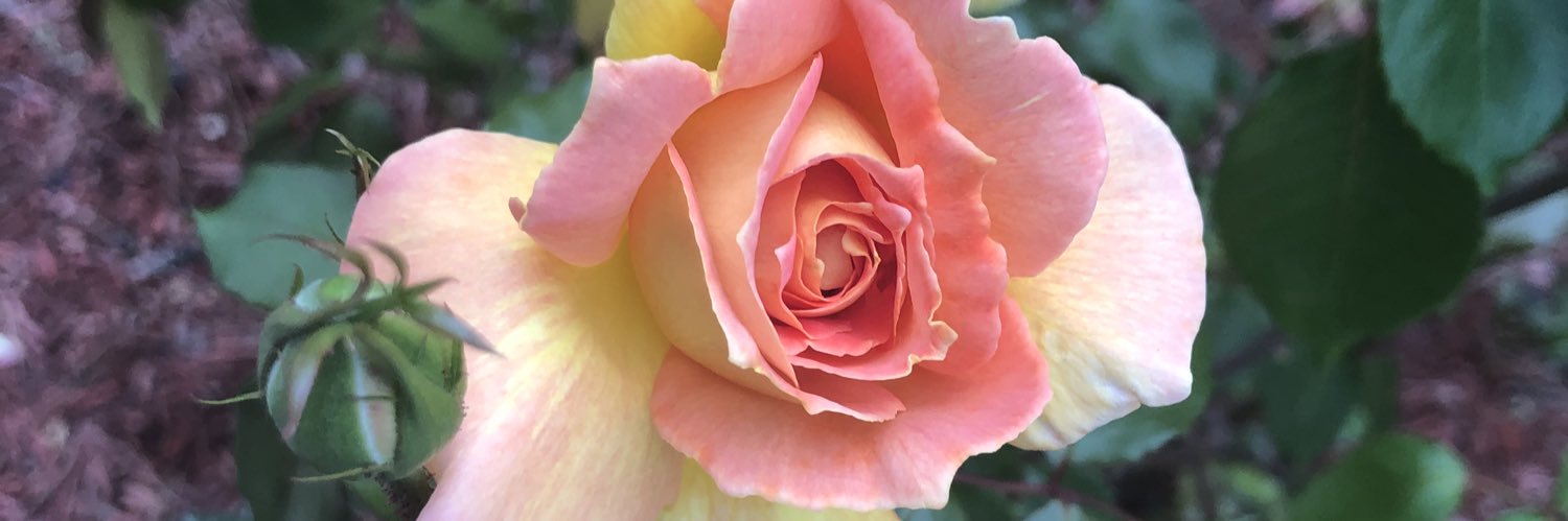 bharris1024's profile banner image