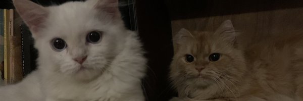 wakil_saheeba Profile Banner