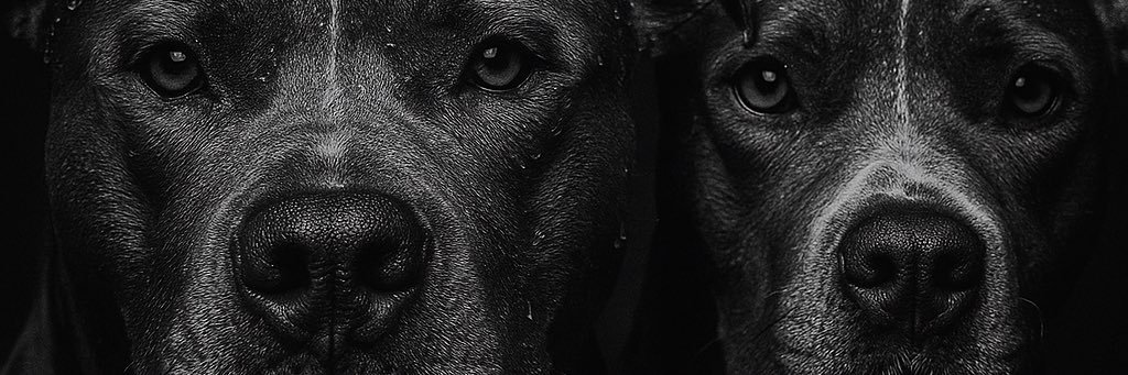 albittalopez30's profile banner image