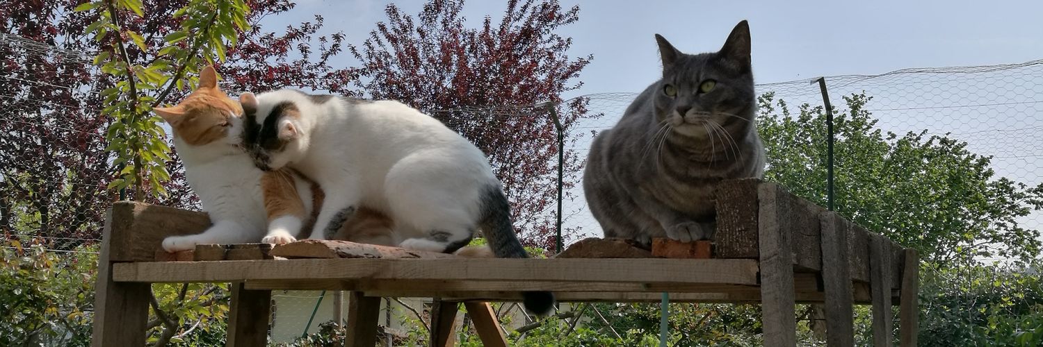 revengeCat's profile banner image