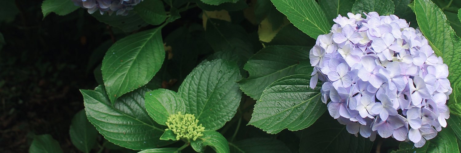 大島 萌｜Oshima Megumi banner