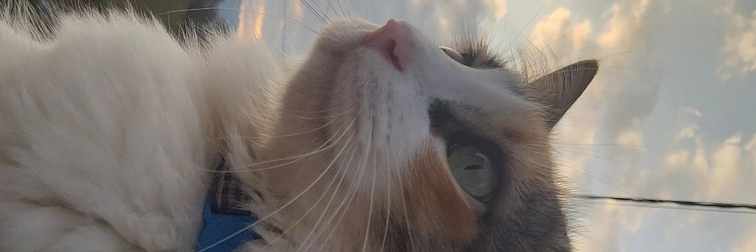 FuckingLnly's profile banner image