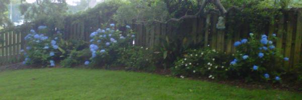 LSB49 Profile Banner