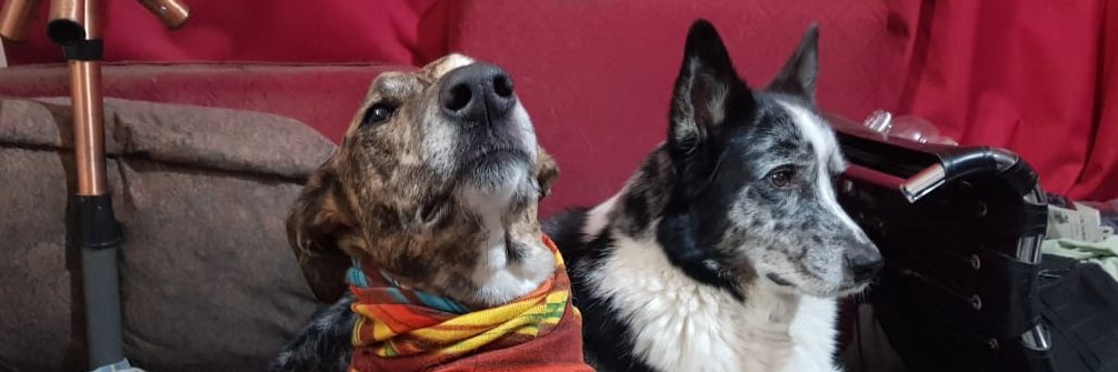 Trini Lathrop banner