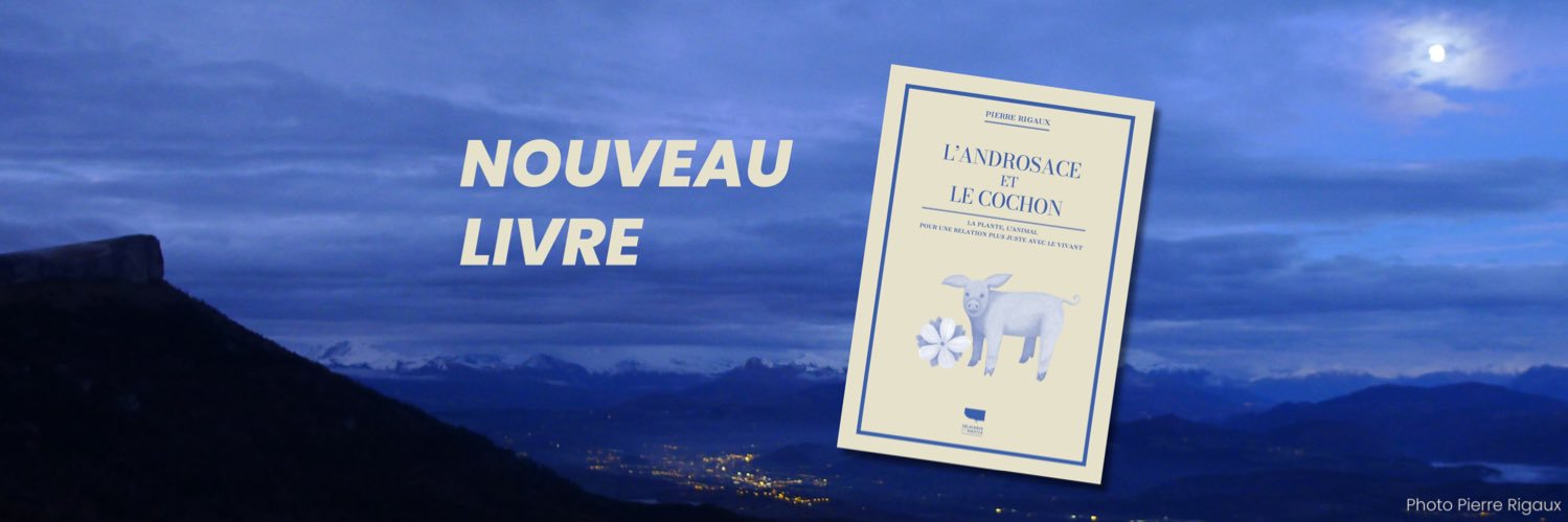 Pierre Rigaux banner