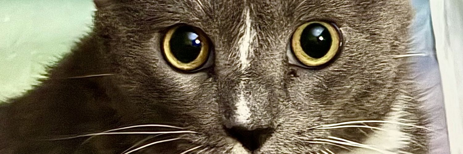 ☮️VictoriaV💙4PEACE #VOTEBLUE banner