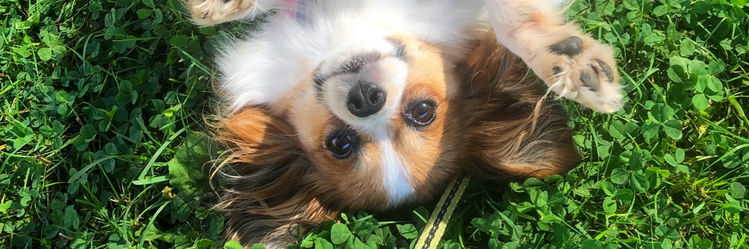 StocksShelby's profile banner image