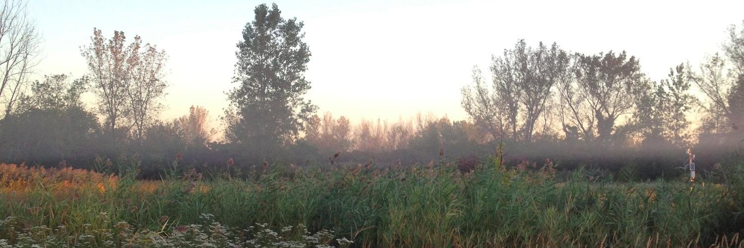 litwarbler's profile banner image