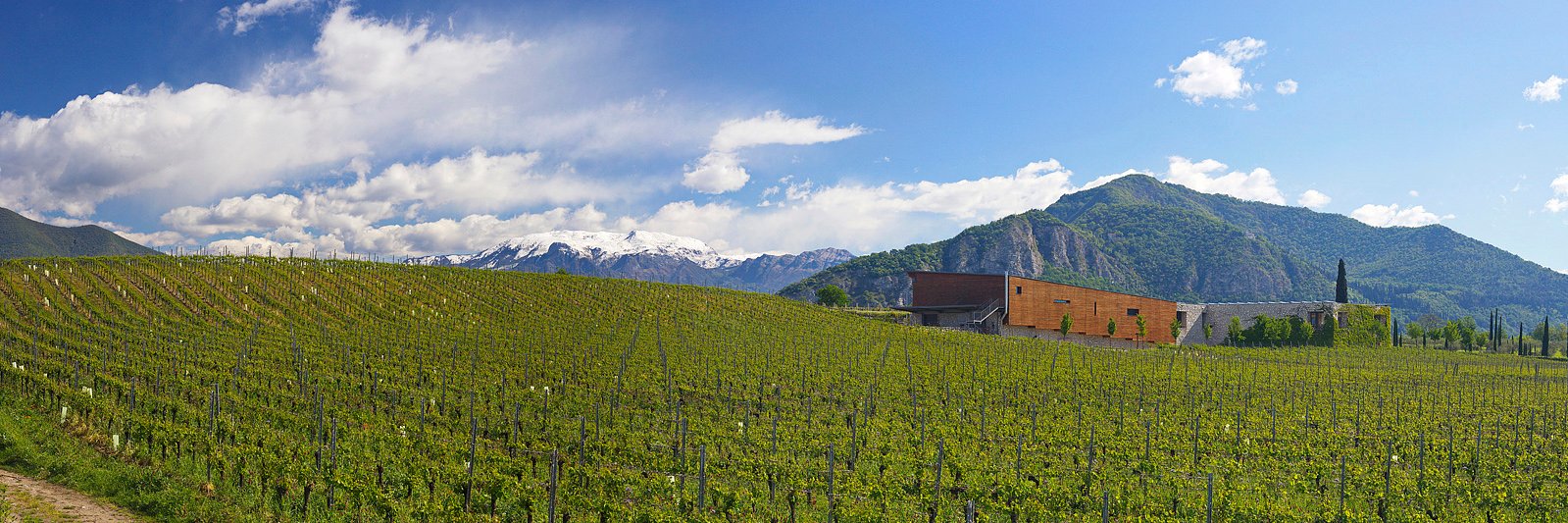 Barone Pizzini banner