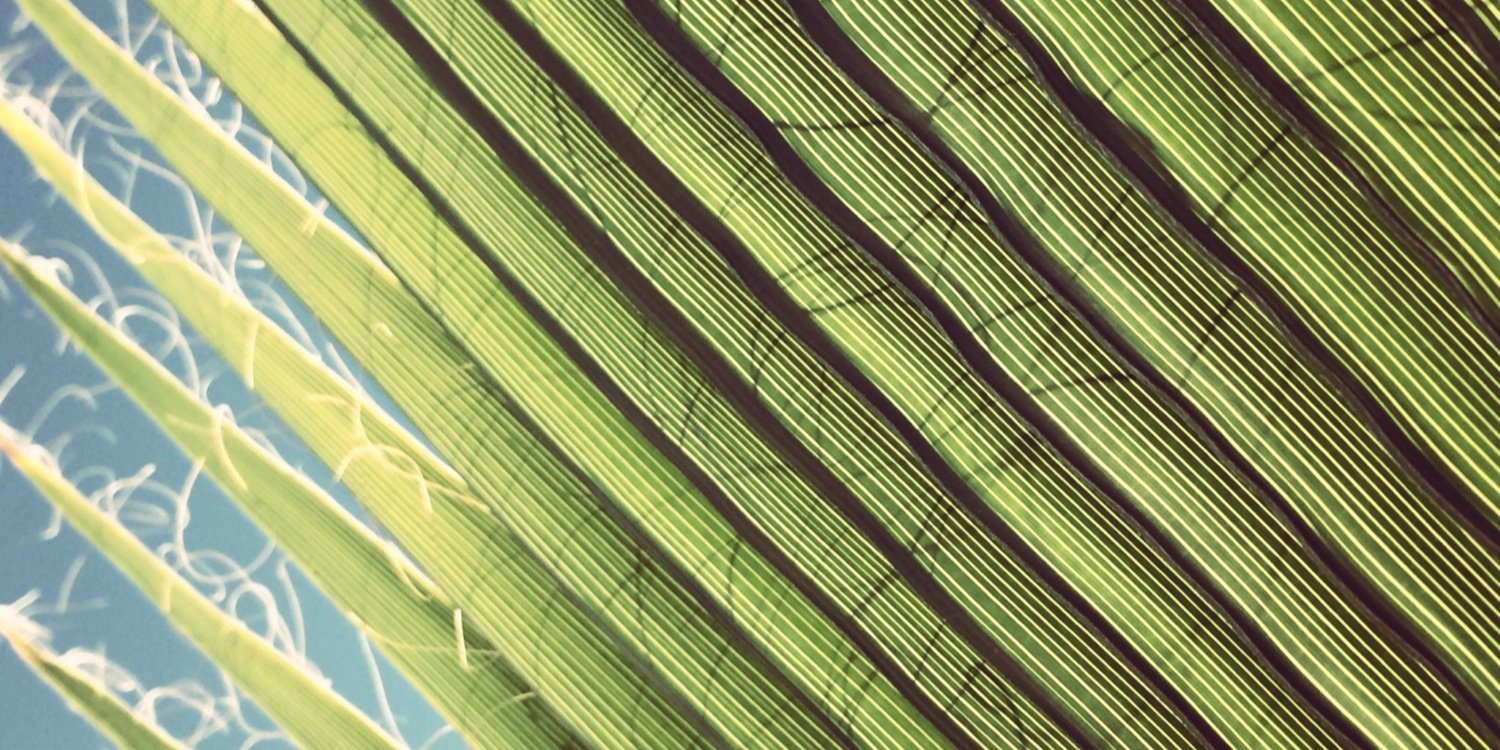 Elizabeth Lass banner