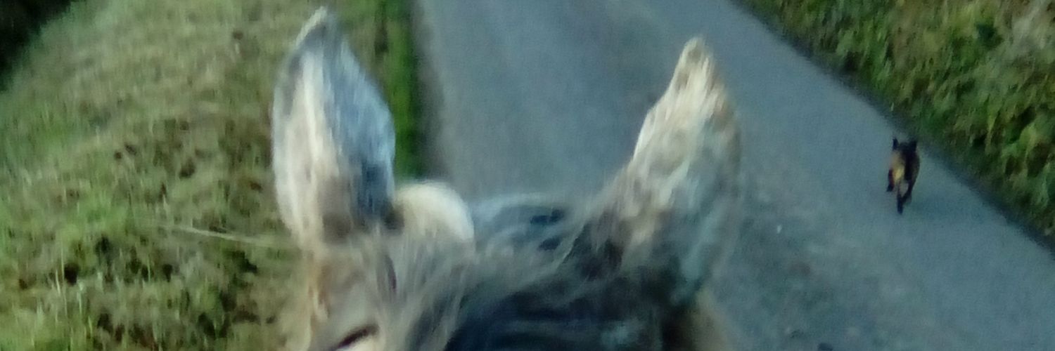 debpleb's profile banner image