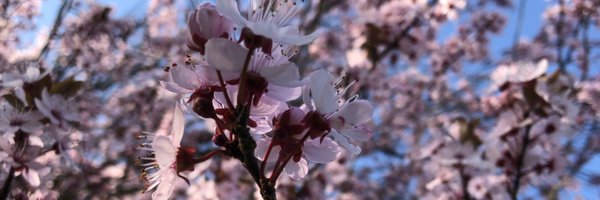 HiskeAndriessen Profile Banner