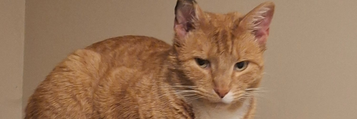 leo leonardo iii banner