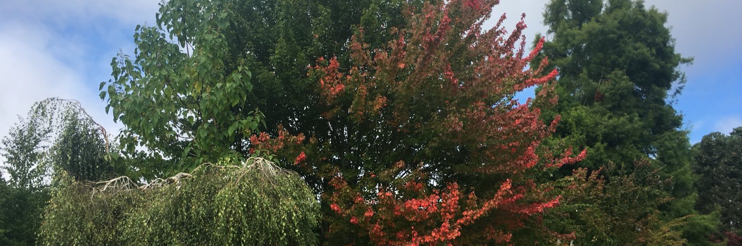 Carole_52's profile banner image