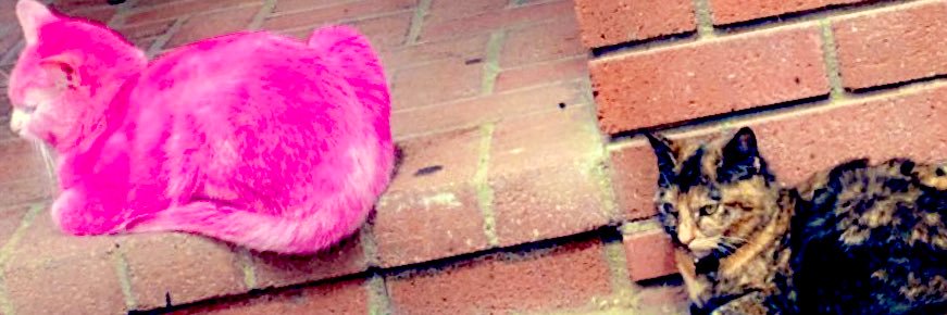 brave__deer's profile banner image