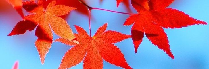 きにまる banner