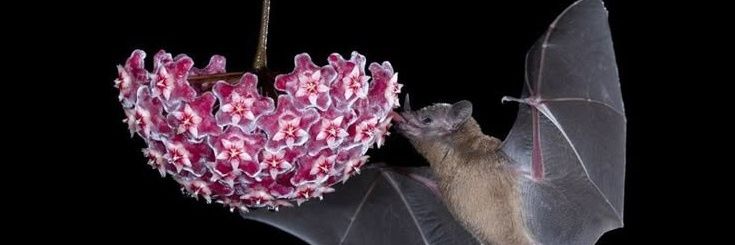 ozzpunk's profile banner image