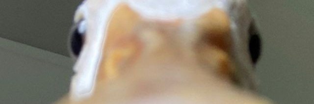 Neomie banner