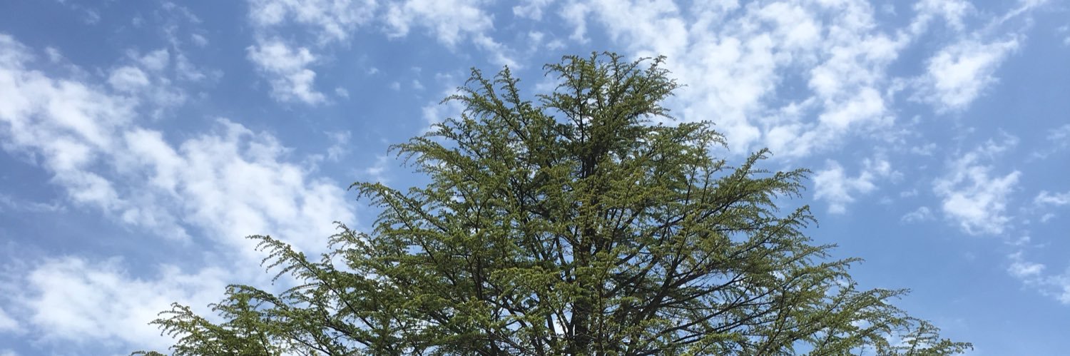 OLIVECAT2's profile banner image
