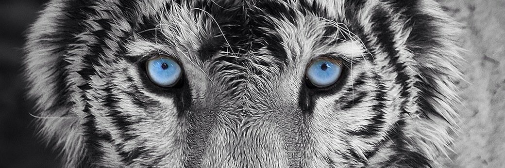 Almublld's profile banner image