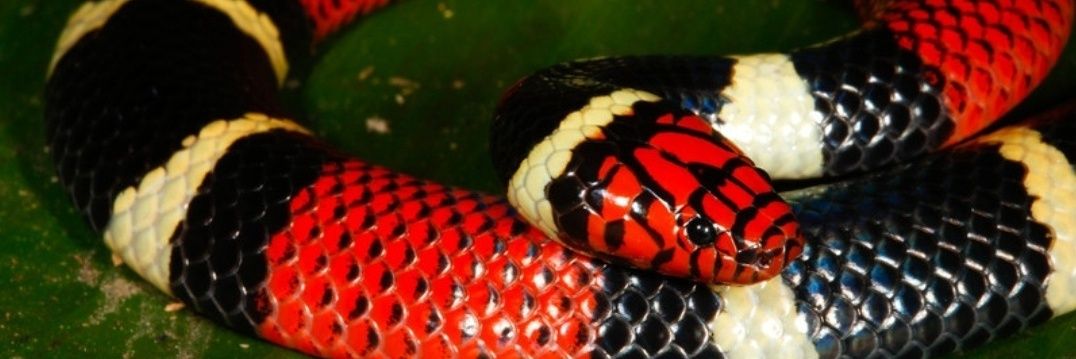 🐍 Fer Cesar 🐍 banner