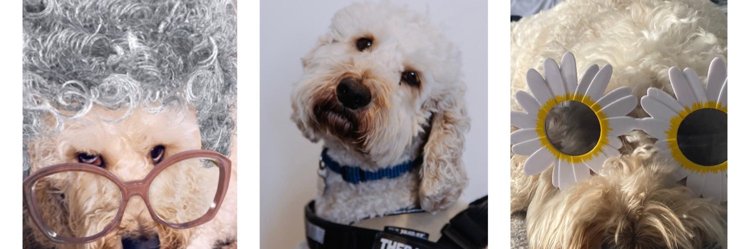Cooper Therapy dog 🐾 banner