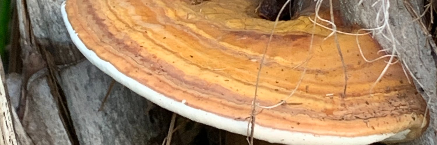 kennywolf9's profile banner image