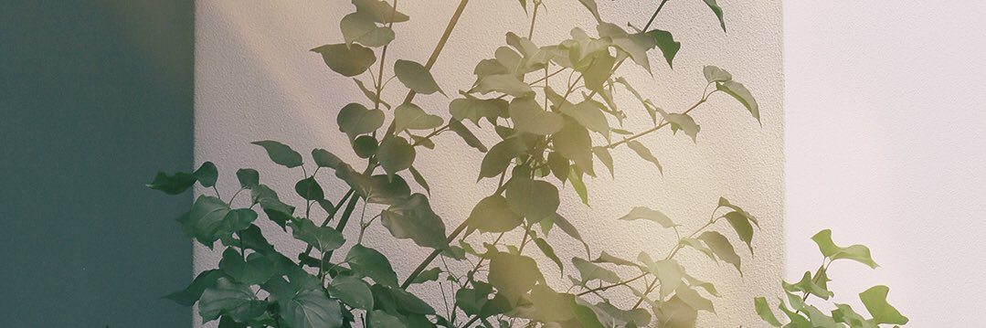 밤톨다람쥐 banner