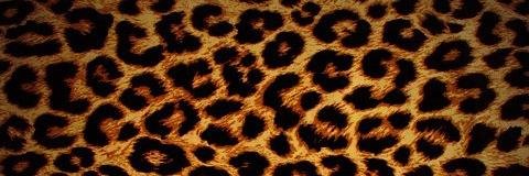 MsDinija's profile banner image
