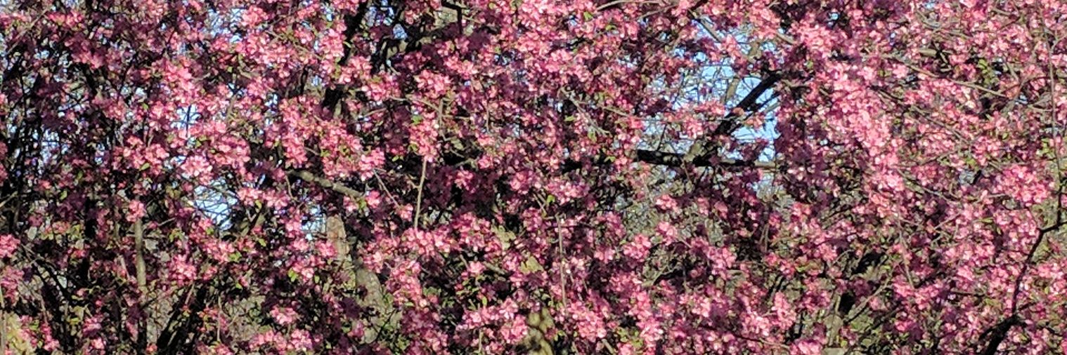 Amy Lynn Silasavage banner