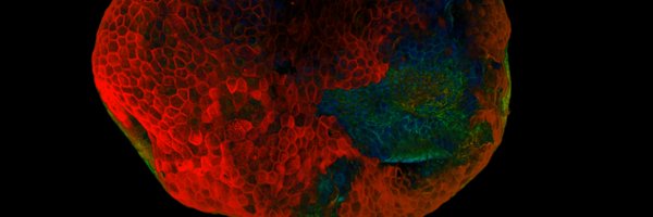 PhotoBioLab Profile Banner