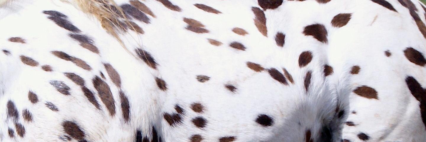 wikipippi's profile banner image