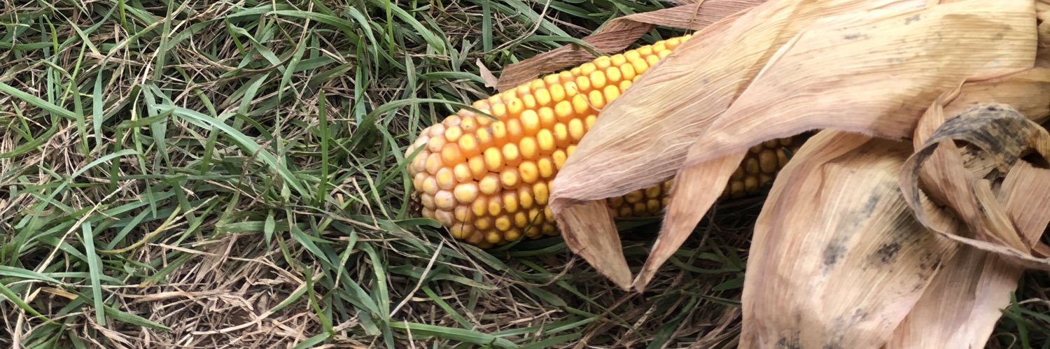 kingcorn72's profile banner image