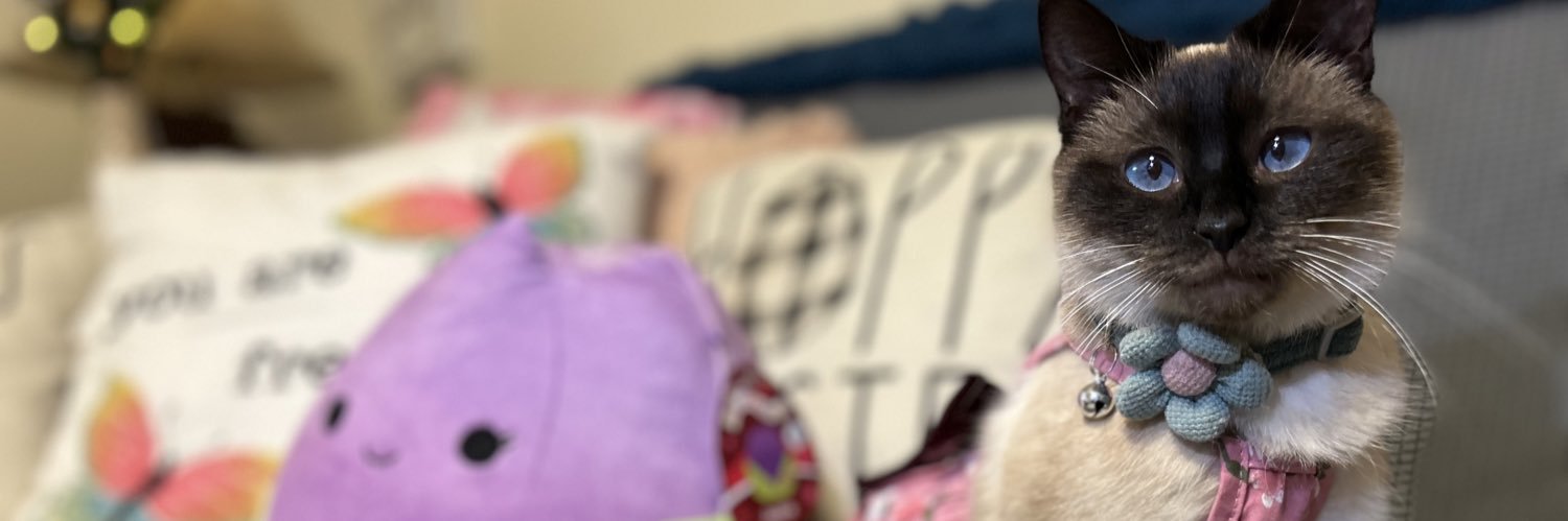 notstacetweets's profile banner image
