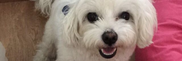 anacarolinadcm's profile banner image