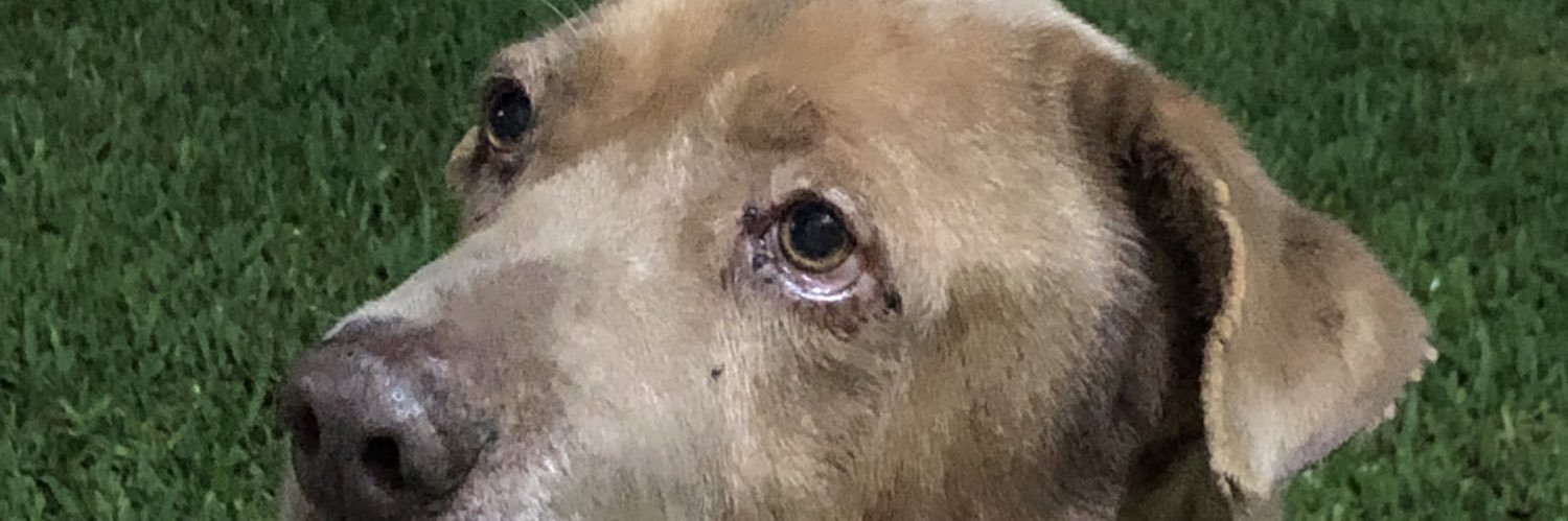 FacundoGogin's profile banner image