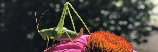 ReporterHal Profile Banner