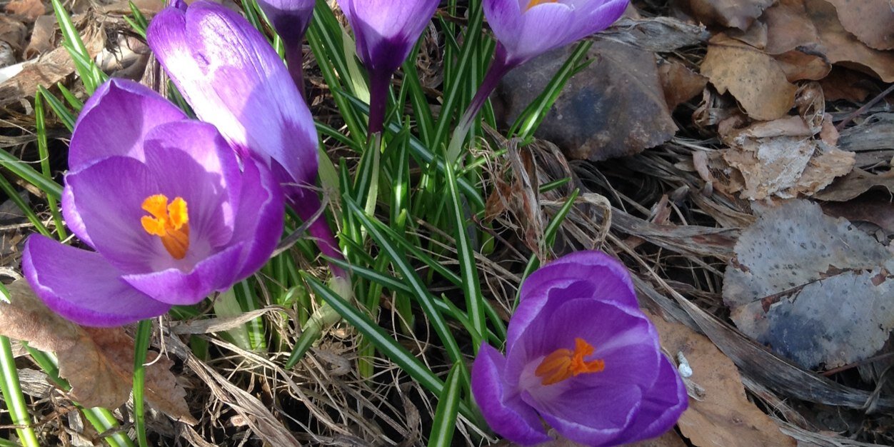 Dr. Shenia Suggs banner