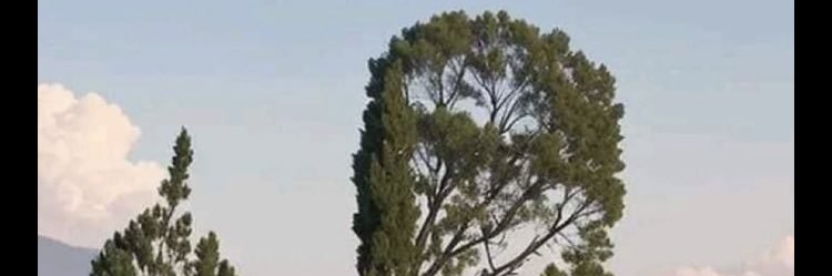 xAlejox banner