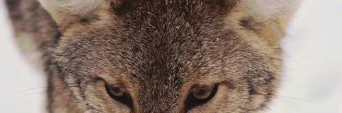 weed521's profile banner image