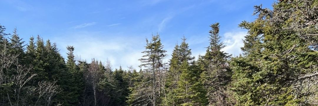 HeaviNettel 🫐🇨🇦 🏳️‍🌈 🏳️‍⚧️ banner