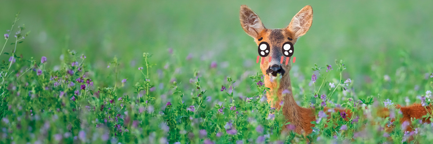 🦌 Bichemilla 🦌 banner