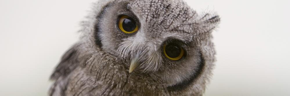 Chilly_Owl's profile banner image